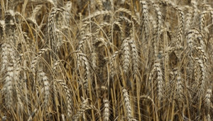  Консултативният съвет по зърното  ще обсъди състоянието на посевите - Agri.bg