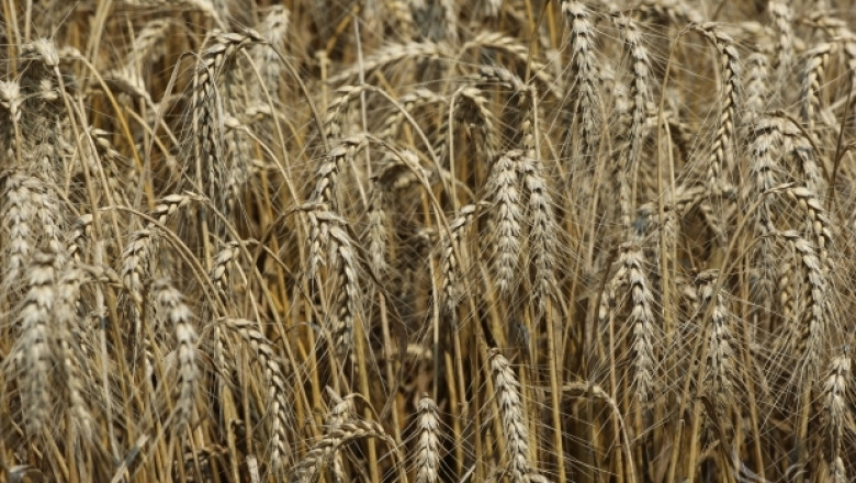  Консултативният съвет по зърното  ще обсъди състоянието на посевите