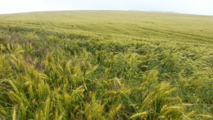 Близо 6 хиляди декара посеви са пострадали във Великотърновско - Agri.bg