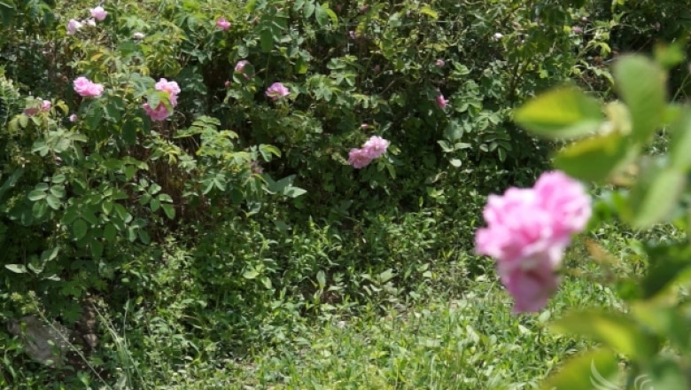Научен сборник събира проблемите в отглеждането на розата 