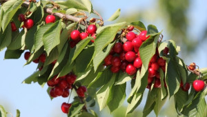 Изкупуването на череши в Кюстендил почти спря. 80% от плодовете загниват - Agri.bg