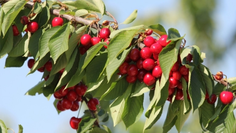 Изкупуването на череши в Кюстендил почти спря. 80% от плодовете загниват