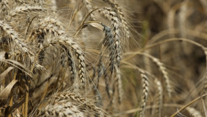 Консултативният съвет по зърното се събира за заседание на 24 юни - Agri.bg