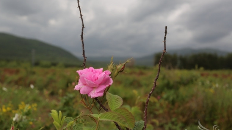 Кампанията по прибирането на реколтата рози 2014 ще бъде отчетена днес 