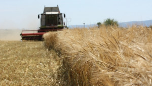 Зърнопроизводители от Ловешко очакват по-слаба реколта от ечемик и пшеница - Agri.bg