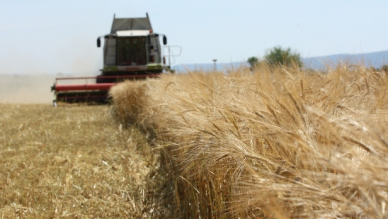 Зърнопроизводители от Ловешко очакват по-слаба реколта от ечемик и пшеница