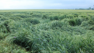 Над  10 хил. дка пшеница засегнаха поройните дъждове в Добричко - Agri.bg