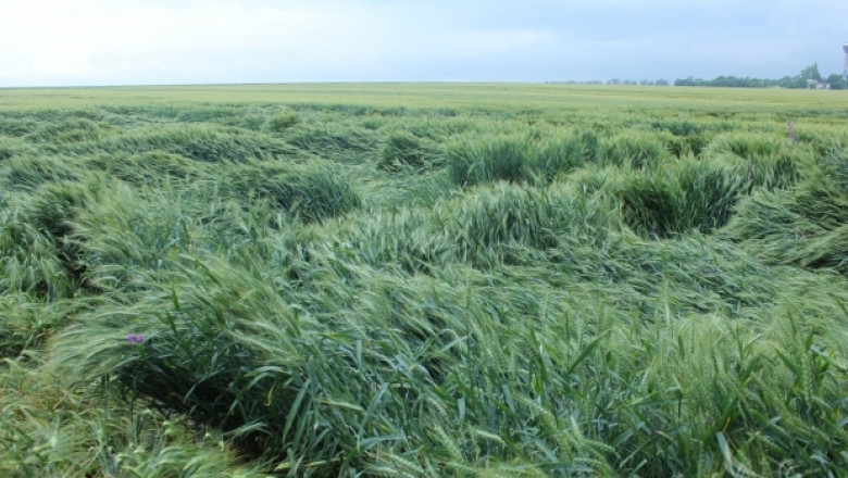 Над  10 хил. дка пшеница засегнаха поройните дъждове в Добричко