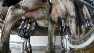 ЕК отчете средна цена на млякото в Евросъюза 40,03 евроцента/кг - Agri.bg