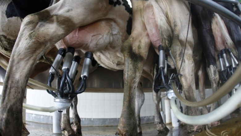 ЕК отчете средна цена на млякото в Евросъюза 40,03 евроцента/кг