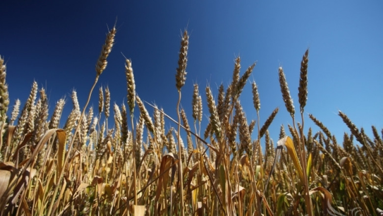 Търговията на зелено с пшеница е вяла, според зърнопроизводители