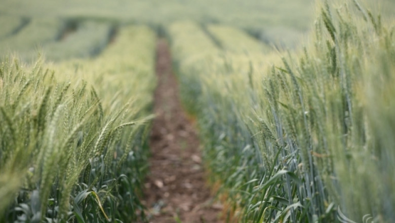 Два нови сорта пшеница предлага ДЗИ на земеделските производители