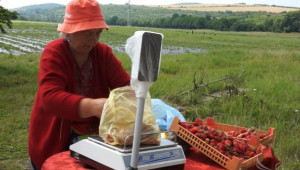3,50 лв/кг ягоди директно от полето предлагат земеделци (ВИДЕО) - Agri.bg