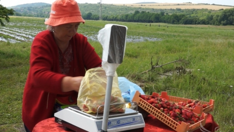 3,50 лв/кг ягоди директно от полето предлагат земеделци (ВИДЕО)