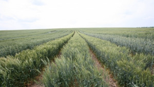 Индонезия иска българска технология за отглеждане на пшеница  - Agri.bg