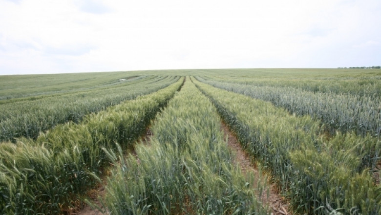 Индонезия иска българска технология за отглеждане на пшеница 