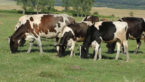 Нов правилник ще регламентира дейността на Съвета по животновъдство - Agri.bg