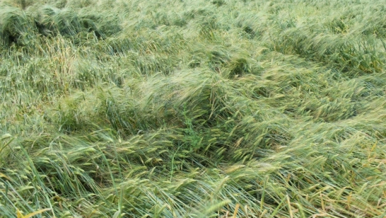 До 100% пропаднали площи отчитат земеделски производители в Добричко (СНИМКИ)