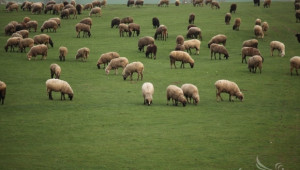 НОА организира семинар по актуални проблеми в овцевъдството - Agri.bg