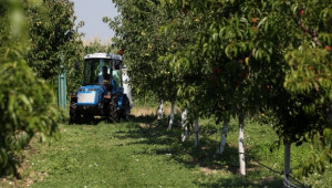 Овощари очакват проблемен пазар на череши и праскови - Agri.bg