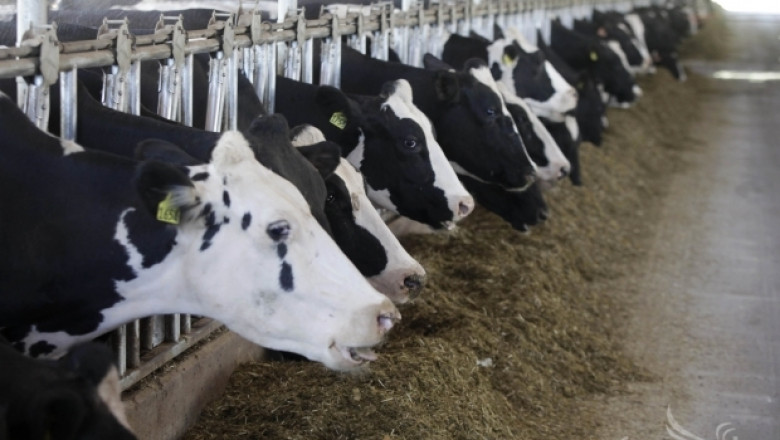 Въвеждат авансова вноска при квотите за краве мляко 