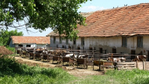 Огнище на туберкулоза е открито в говедовъдна ферма край Дупница - Agri.bg