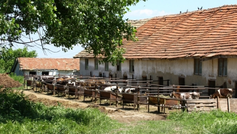 Огнище на туберкулоза е открито в говедовъдна ферма край Дупница