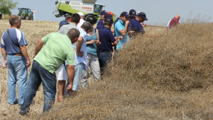 45 000 тона рапица и 100 000 тона пшеница купува Пакистан от България, Румъния и Украйна - Agri.bg