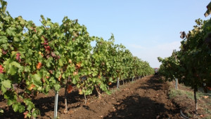 Красимир Коев, ИАЛВ: Дъжд и градушки унищожават реколтата от грозде (ВИДЕО) - Agri.bg