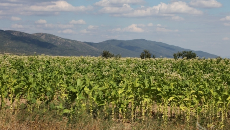 Приключва засаждането на тютюн в Североизточна България 