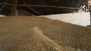 По-ниски добиви и изкупни цени на зърно прогнозират от Софийска стокова борса - Agri.bg