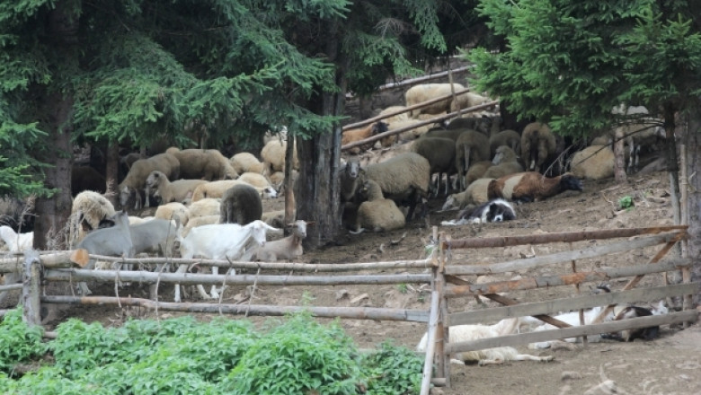 Конференция по планинско земеделие и животновъдство започва в Троян