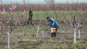 Приключва изплащането на компенсации за растителна защита в овощните  - Agri.bg