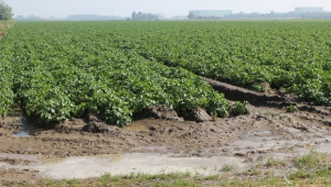 Болести нападат картофите заради постоянните валежи - Agri.bg