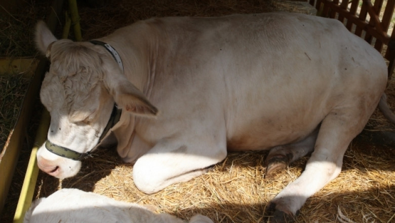 Ръст в месодайното говедовъдство за 2014 г. прогнозира МЗХ