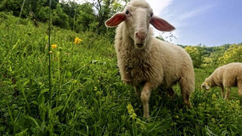 Развитието на Българската млечна овца се нуждае от спешна стратегия