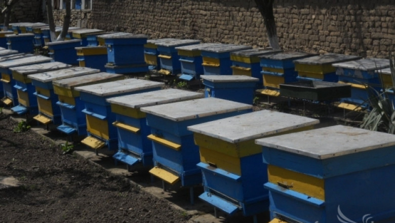 Продължава сключването на договори за подпомагане на пчелни семейства
