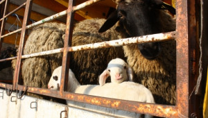 БАБХ предотврати контрабанда на 135 овце от Гърция - Agri.bg