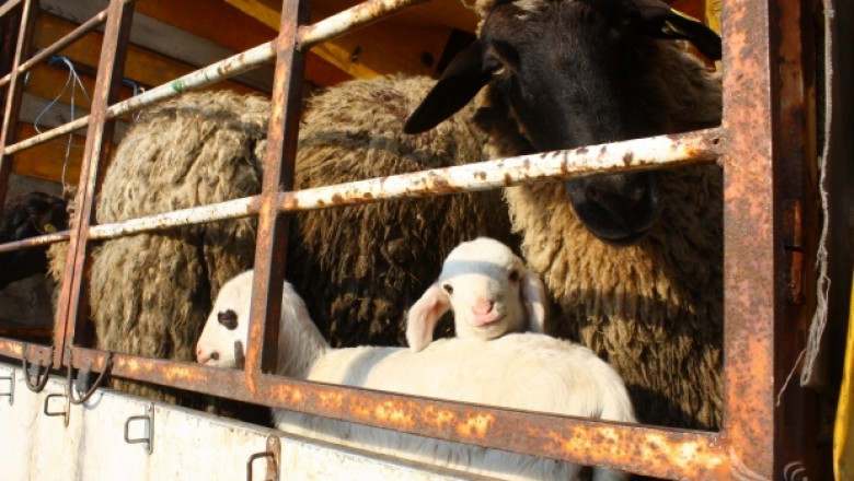 БАБХ предотврати контрабанда на 135 овце от Гърция