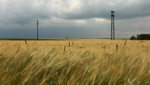 Румяна Ангелова, НАЗ: Всеки дъжд от тук нататък ще влоши качеството на зърното (ВИДЕО) - Agri.bg