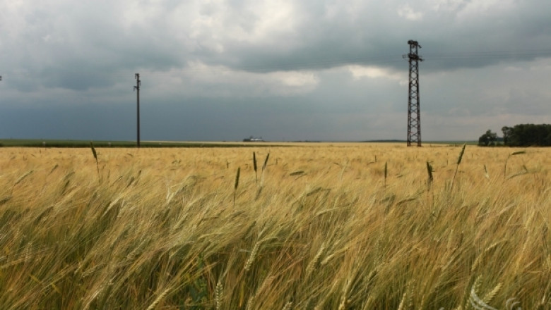 Румяна Ангелова, НАЗ: Всеки дъжд от тук нататък ще влоши качеството на зърното (ВИДЕО)