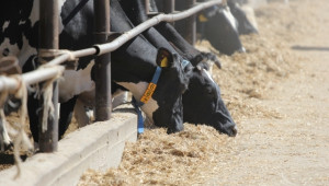 Днес се подписват последните договори по De minimis за изхранване на животни - Agri.bg