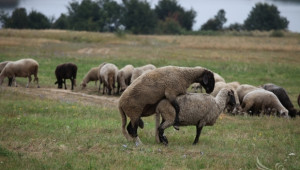 МЗХ: Продължава окрупняването на овцефермите - Agri.bg