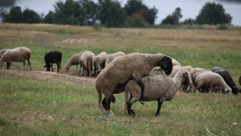 МЗХ: Продължава окрупняването на овцефермите