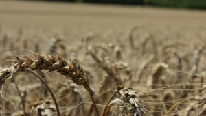 Ден на пшеницата ще се проведе в село Царевец на 30 май (ПРОГРАМА) - Agri.bg