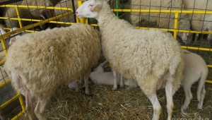 Фермери и учени ще обсъждат проблемите в млечното овцевъдство - Agri.bg