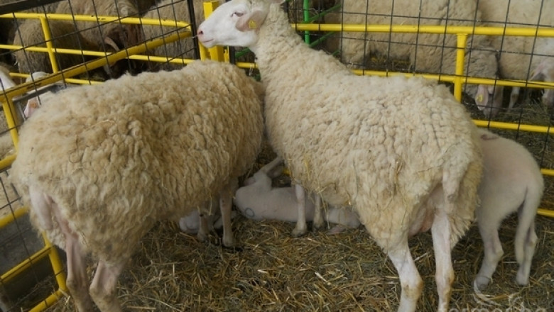 Фермери и учени ще обсъждат проблемите в млечното овцевъдство