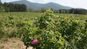 Градушка унищожи 25% от розовата реколта в Карловско  - Agri.bg