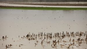 Наводнения и студено време застрашават реколтата в Северозападна България - Agri.bg