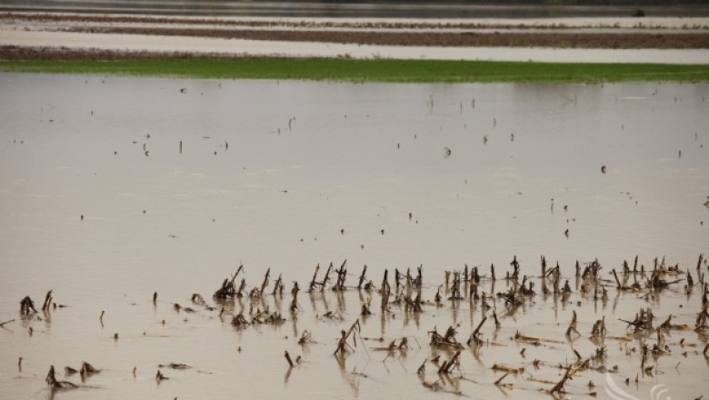 Наводнения и студено време застрашават реколтата в Северозападна България